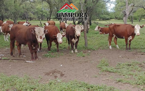 Imagen 5 de 10 de Campo A La Venta Ganadero En San Luis