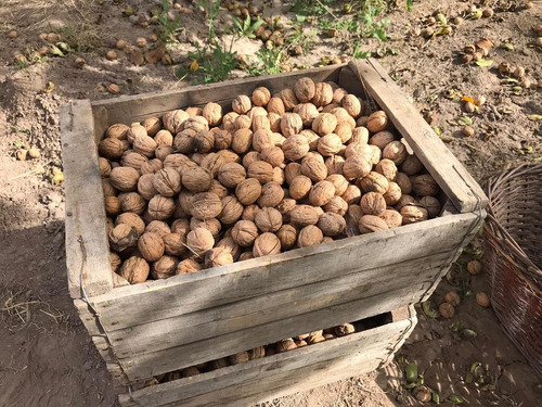 Imagen 4 de 30 de Finca De 12 Ha- Cuadro Benegas - San Rafael- Mendoza