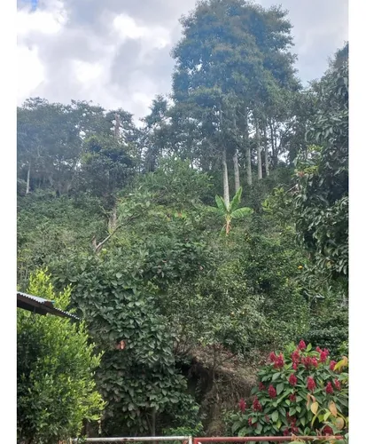 Se Vende Finca Córdoba Quindío