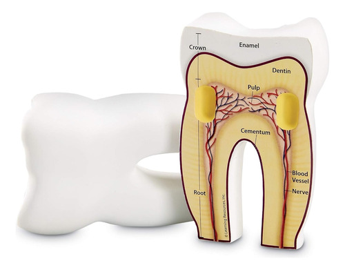 Modelo Anatomico Diente