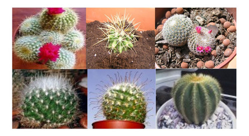 Semillas Cactus Suculentas Mix 50 Semillas 10 Especies Difer