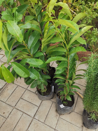Arbol Guanabana 2 Ptas. (no Semillas)