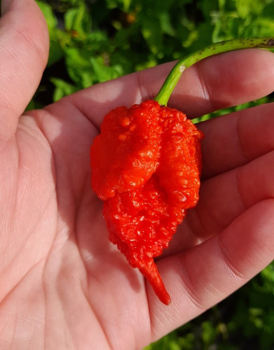 10 Semillas De Pimiento Ají Dragon's Breath