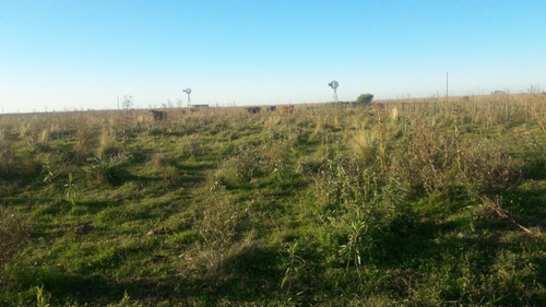 Campo En Venta En Chascomús - 183 Hectáreas Agrícola