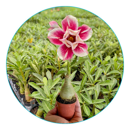 Rosa Do Deserto Muda Dupla Tripla Enxertada Rara