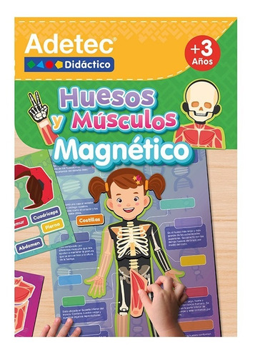 Láminas Magnéticas Huesos Y Músculos  Adetec