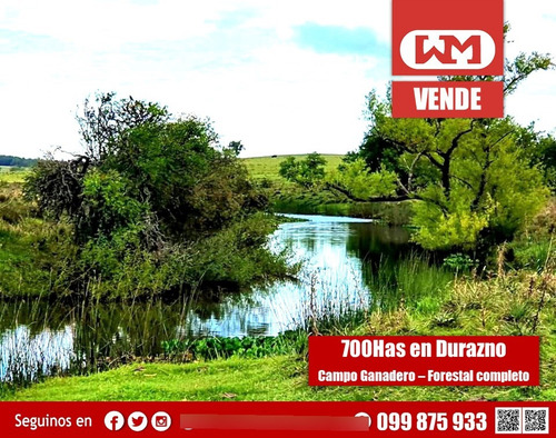 Venta Campo Durazno 700 Hectáreas Forestal Ganadero