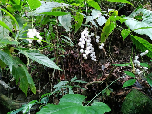 Imagen 7 de 8 de Finca De 7,6 Ha- $50000 - 4500 Plantas De Cafe Joven- Bosquez- Quebrada-zona Cafetalera En San Antonio De Las Aradas Mejor Cafe De Ecuador.
