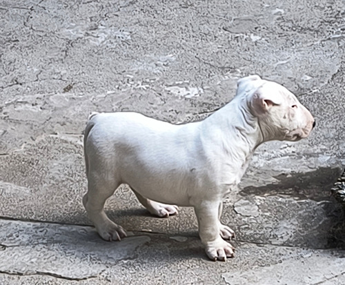 Bull Terrier
