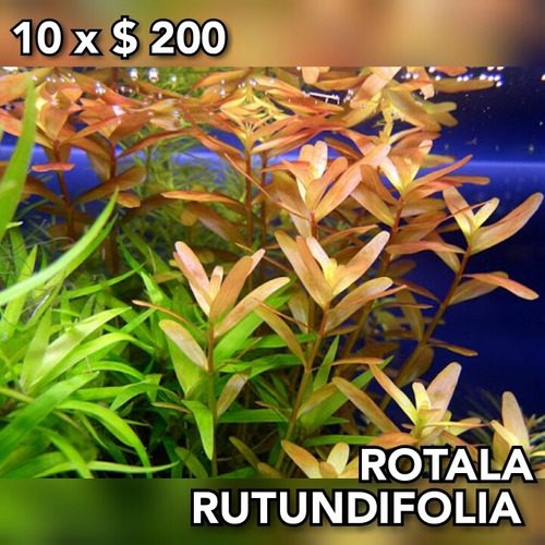 Rotala Rutundifolia Planta Acuario Plantado.