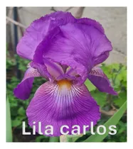 Comprar 4 Rizoma De Lirios Barbados O Iris Germánica Lila