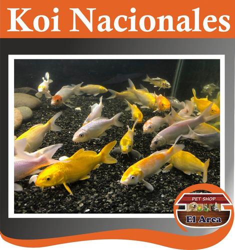 Carpas Koi Nacionales 13-15 Cm Estanques Lagunas