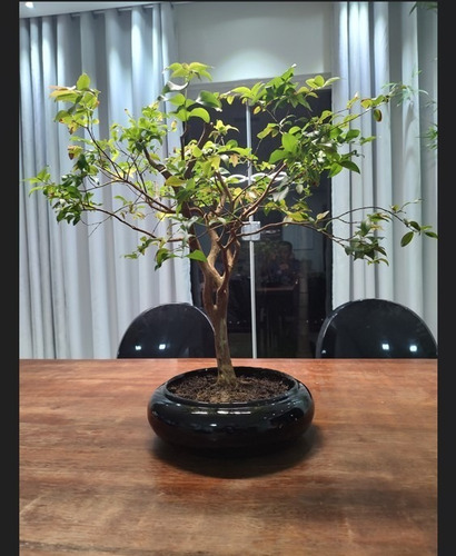 Imagem 4 de 4 de Bonsai Jabuticabeira Adulto - Exatamente O Mesmo Das Fotos