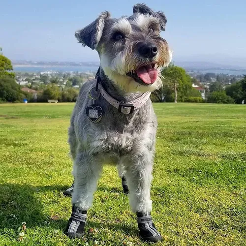 Zapatos para perros schnauzer new arrivals