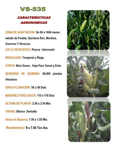 Semilla De Maiz Variedad 535 Elotero Y Grano Para Temporal