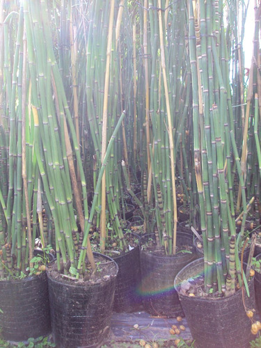 Equisetum, Limpiaplata, Cola De Caballo.