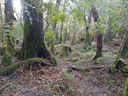 Venta Parcela Bosque Pucón Los Nevados