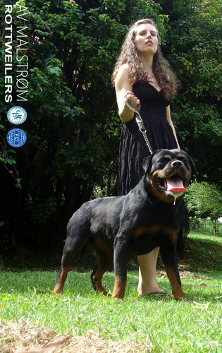 Filhotes De Rottweiler, Pai Importado Da Europa, Alto Padrão
