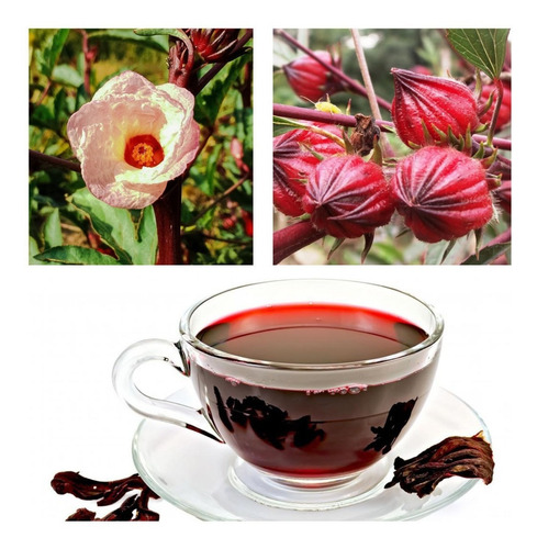 Frete Grátis 80 Sementes Vinagreira Gigante Chá De Hibisco