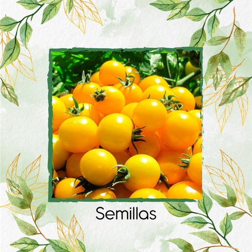 33 Semillas Orgánicas De Tomate Cherry Amarillo 