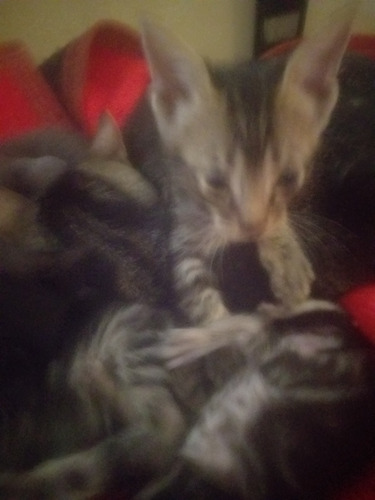 Gatitos Bebes Atigrados