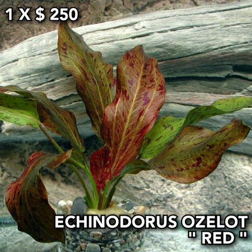 Echinodorus Ozelot Red Planta Natural Acuario Plantado.