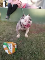 Comprar Ragnar American Bully Poket Merle Servicio De Monta