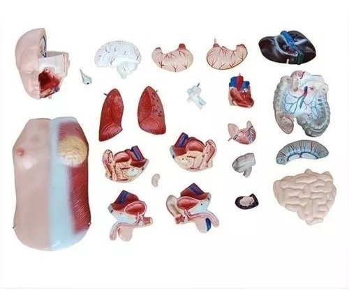 Imagen 2 de 8 de Torso Humano Disección 23 Partes 45cm