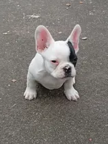 Comprar Bulldog Francés  Macho Y Hembra Merle