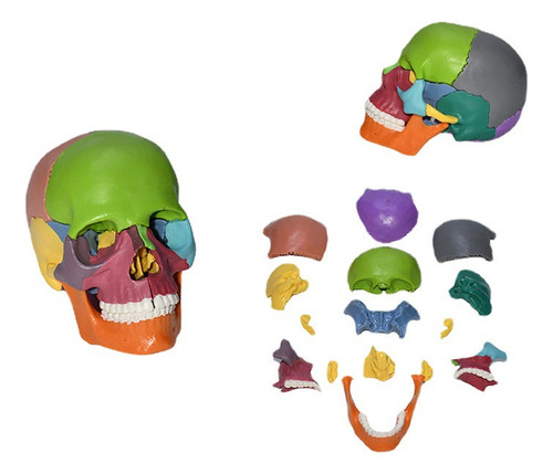 Modelo Anatómico Cráneo 1:2 Colores Didáctico Desarmable