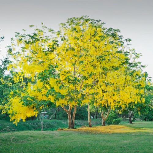 Semillas De Arbol De Lluvia De Oro ( Cassia Fistula )