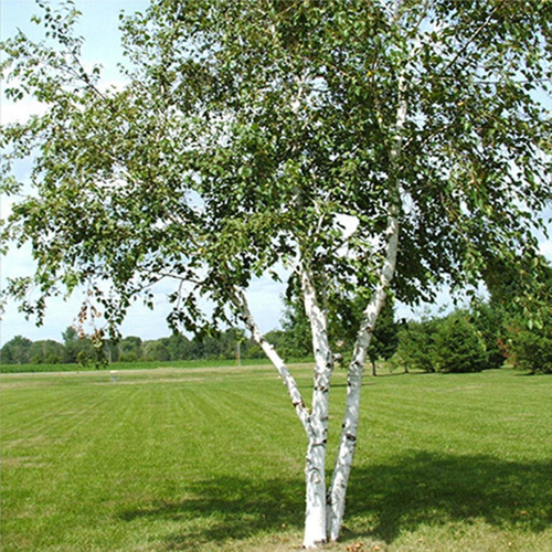 Abedul (betula Alba )