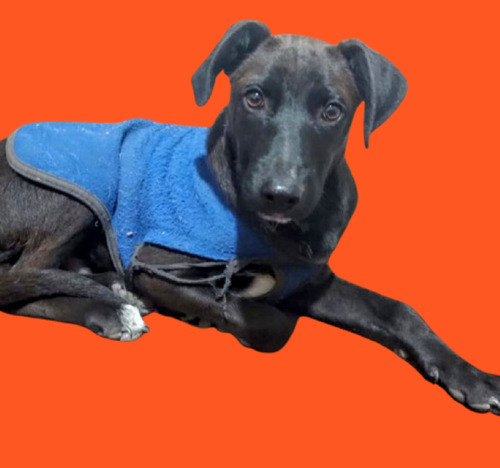 Cachorro Tomi, 5 Meses De Ternurita Total, Medianito, Un Sol