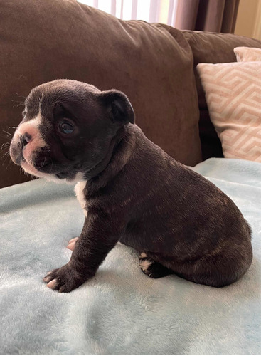 Hermosos Bulldog Francés Inscritos