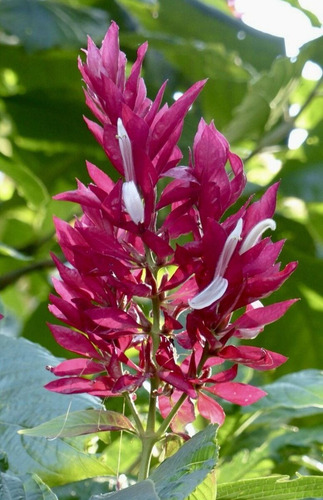 Megaskepasma (manto Rojo). Exotica E Ideal Para Colibríes!