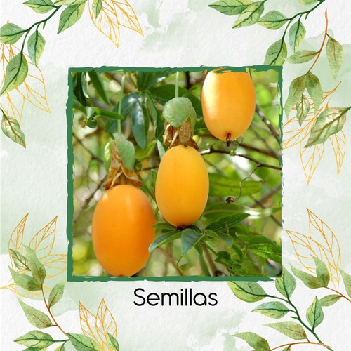 139 Semillas De Fruta Passiflora Mollisima