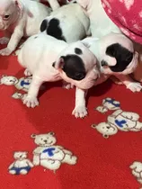 Comprar Bulldog Francés