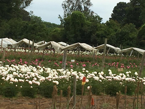 Campo Cercano A Freire