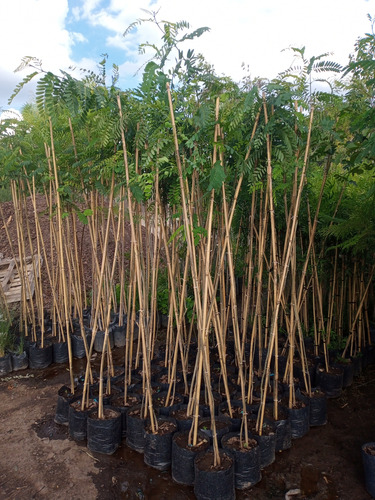 Arbol Sesbania Punicea - Ceibillo - Entrega Gratis