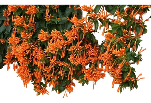 Pyrostegia Venusta Planta Bignonia Flor Naranja Enredadera