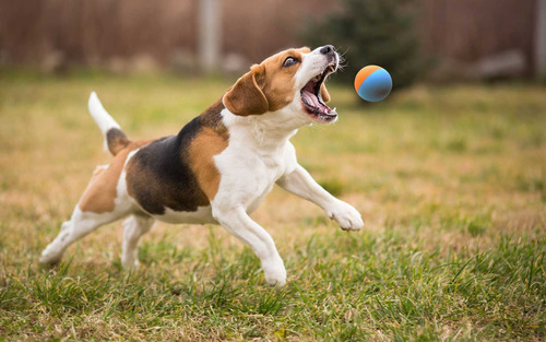 Pelota Goma Para Perros Medianos Pequeños Muy Resistente 3p
