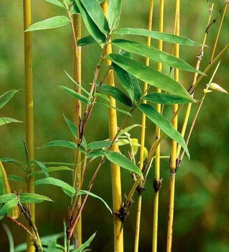 Caña De Bambu En 2.5m Excelentes! Hay Mas `pequeñas
