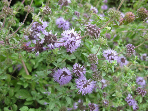 Poejo Mentha Pulegium 25 Sementes + Frete Grátis