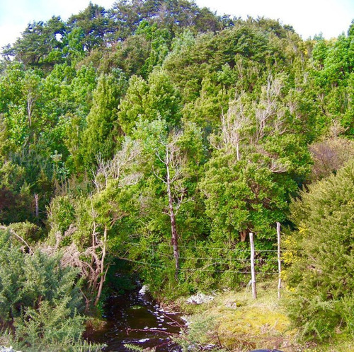 Sitio En Venta En Chaitén