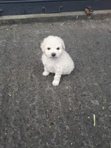 Comprar Cachorros French Poodle Pequeño