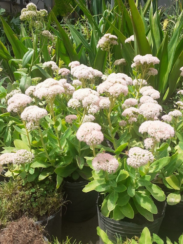 Hylotelephium Spectabile Telefío, Sedum De Otoño 3lts