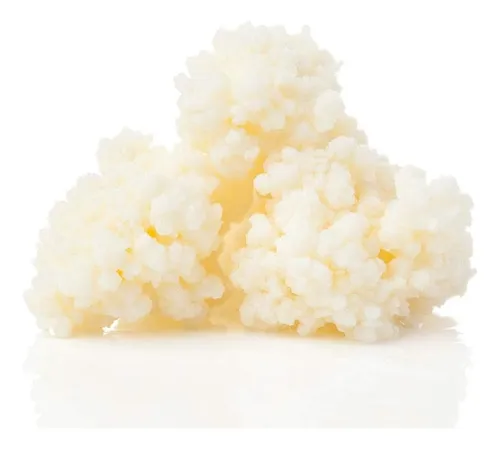 comprar Kéfir\u002Fbúlgaros Hongos De Leche Yogur Lo Mejor Para La Salud 