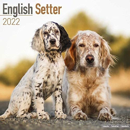 Libro: Calendario English Setter Calendarios De Razas De De