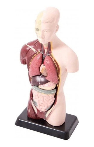 Edutoys Mk 027 Torso Humano 27 Cm 8 Piezas