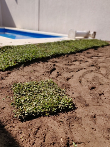 Grama Bahiana En Panes Directa De Cultivo